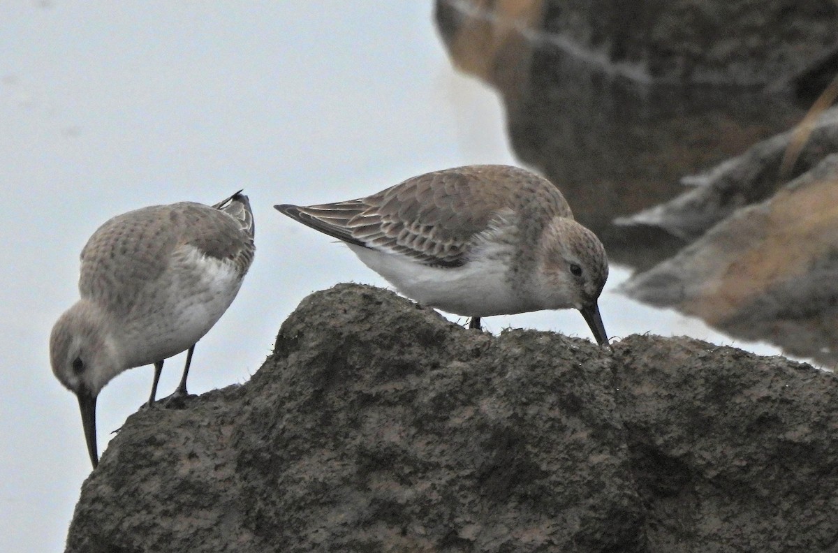 Piovanello pancianera - ML646575407