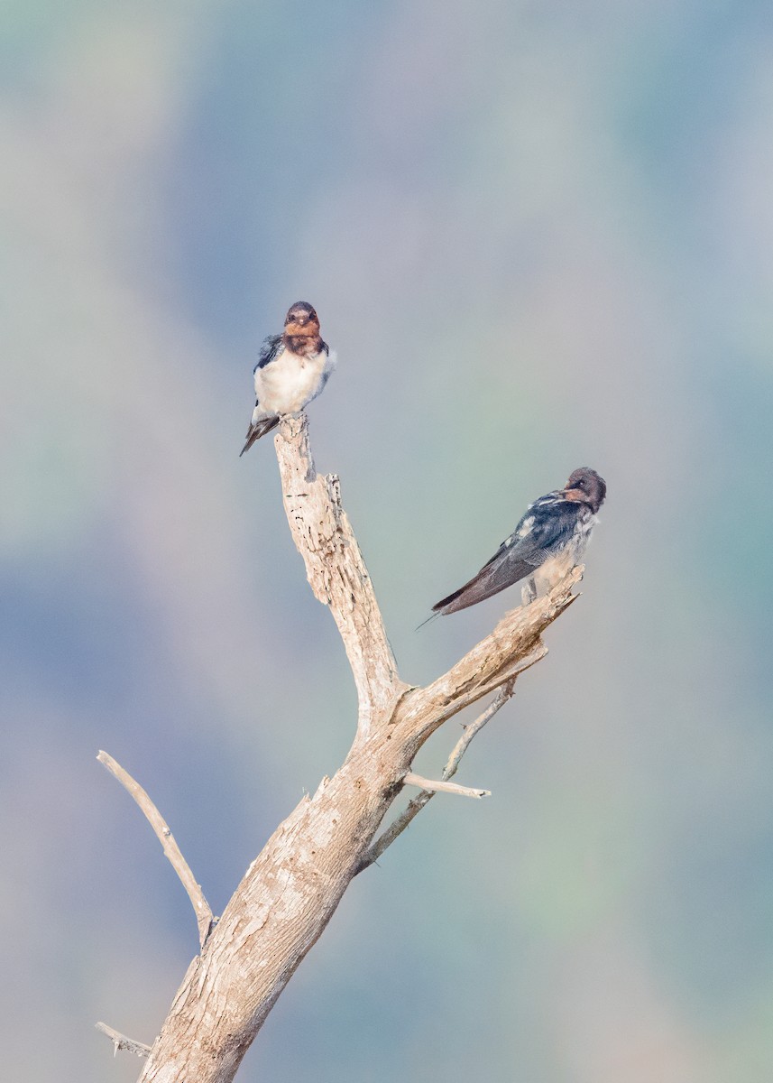 vlaštovka obecná - ML646575411