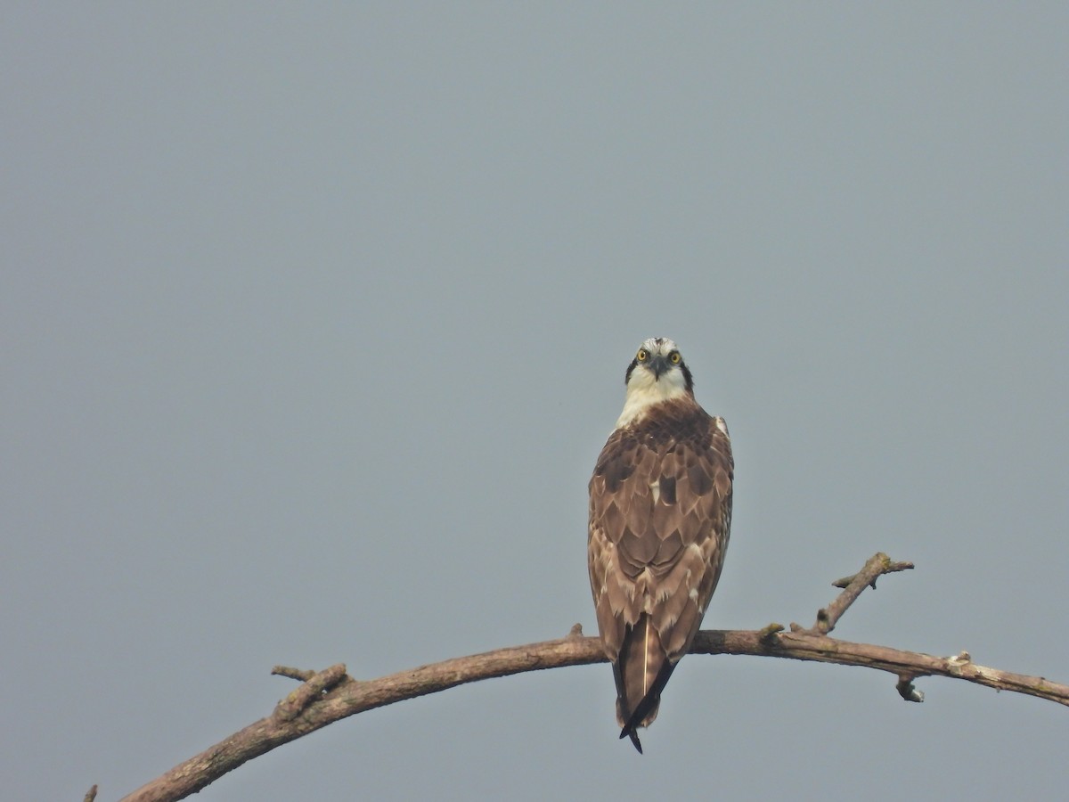 Osprey - ML646575414