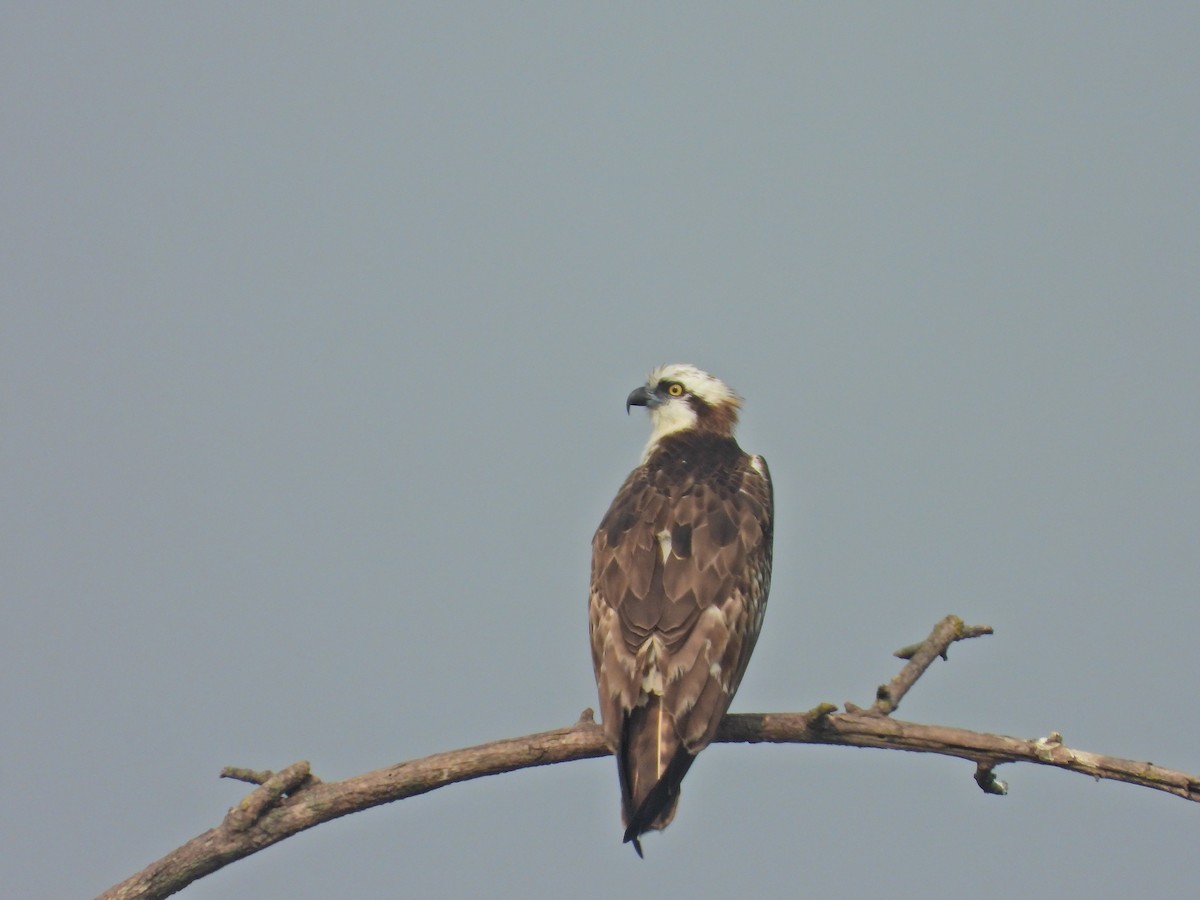 Osprey - ML646575417