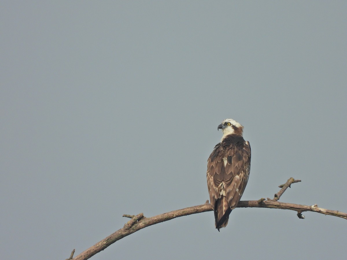 Osprey - ML646575418