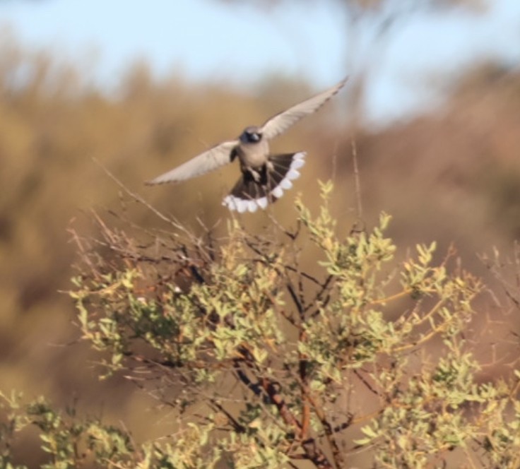 Black-faced Woodswallow - ML646575419