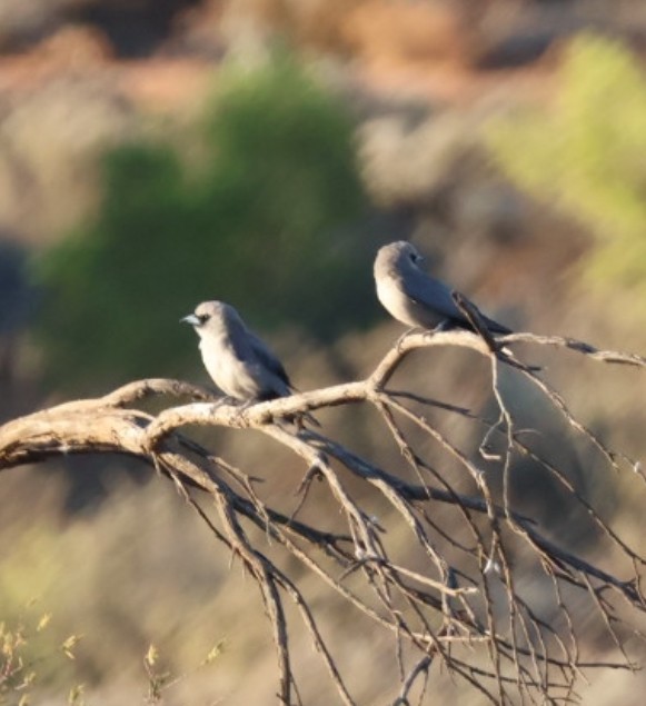 Black-faced Woodswallow - ML646575420