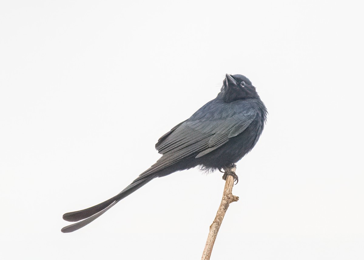 drongo černý - ML646575421