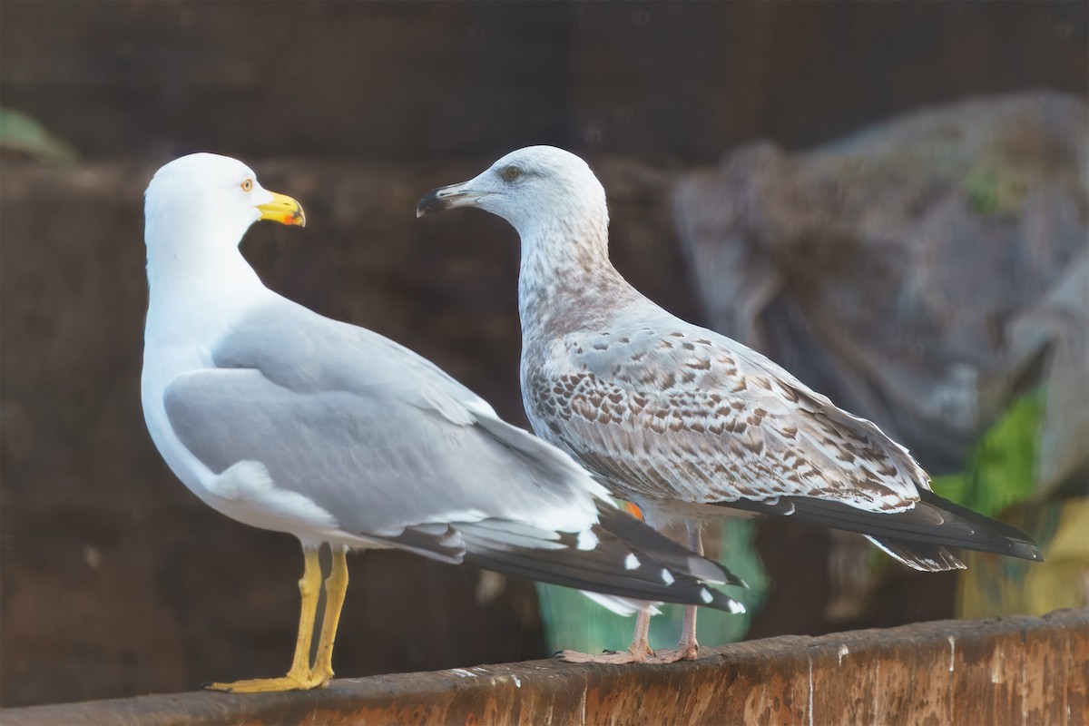 Yellow-legged Gull - ML646575422