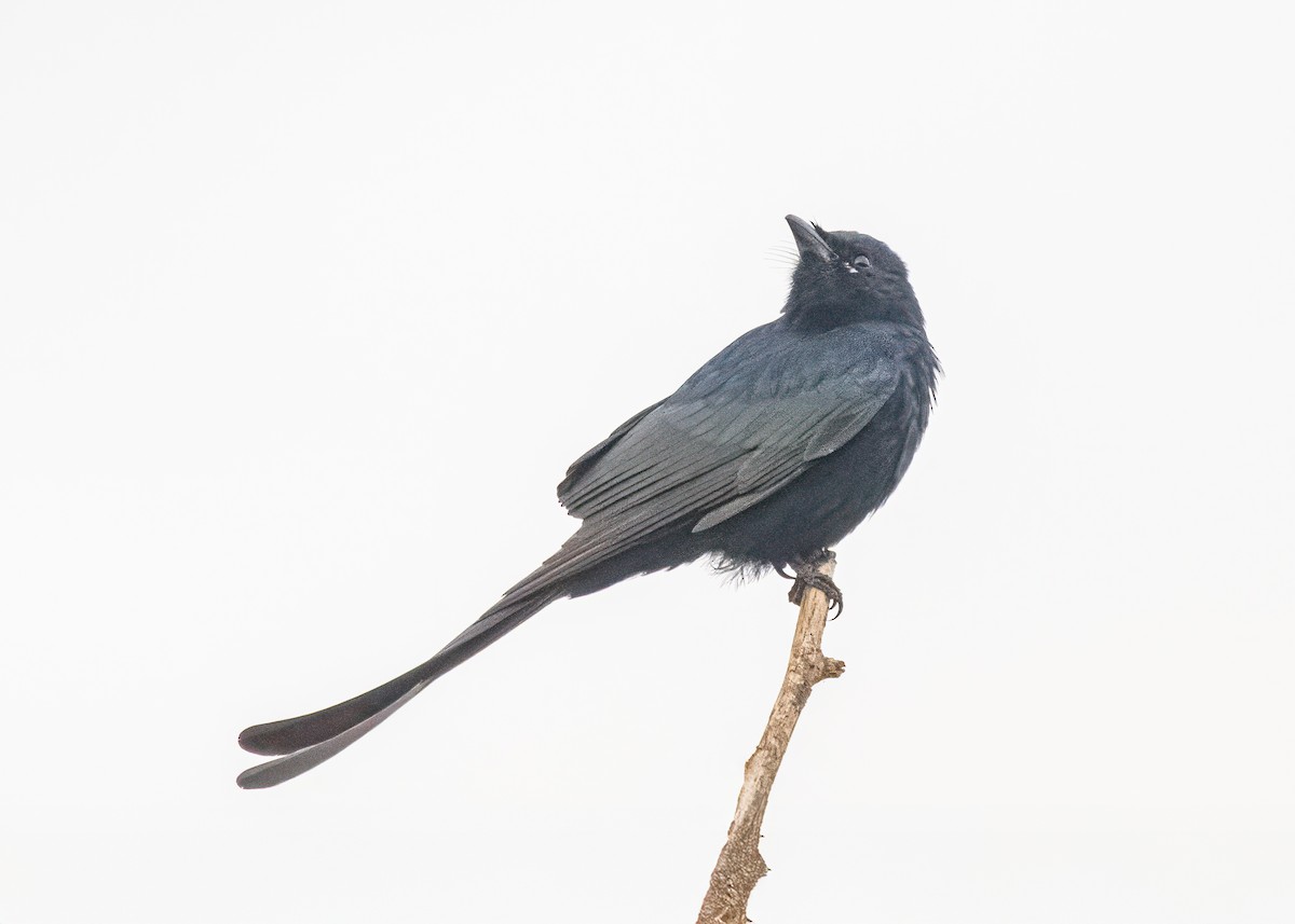 drongo černý - ML646575424