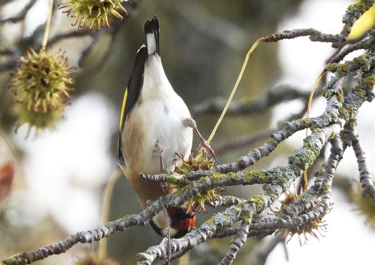 Бор бужирга - ML646575425