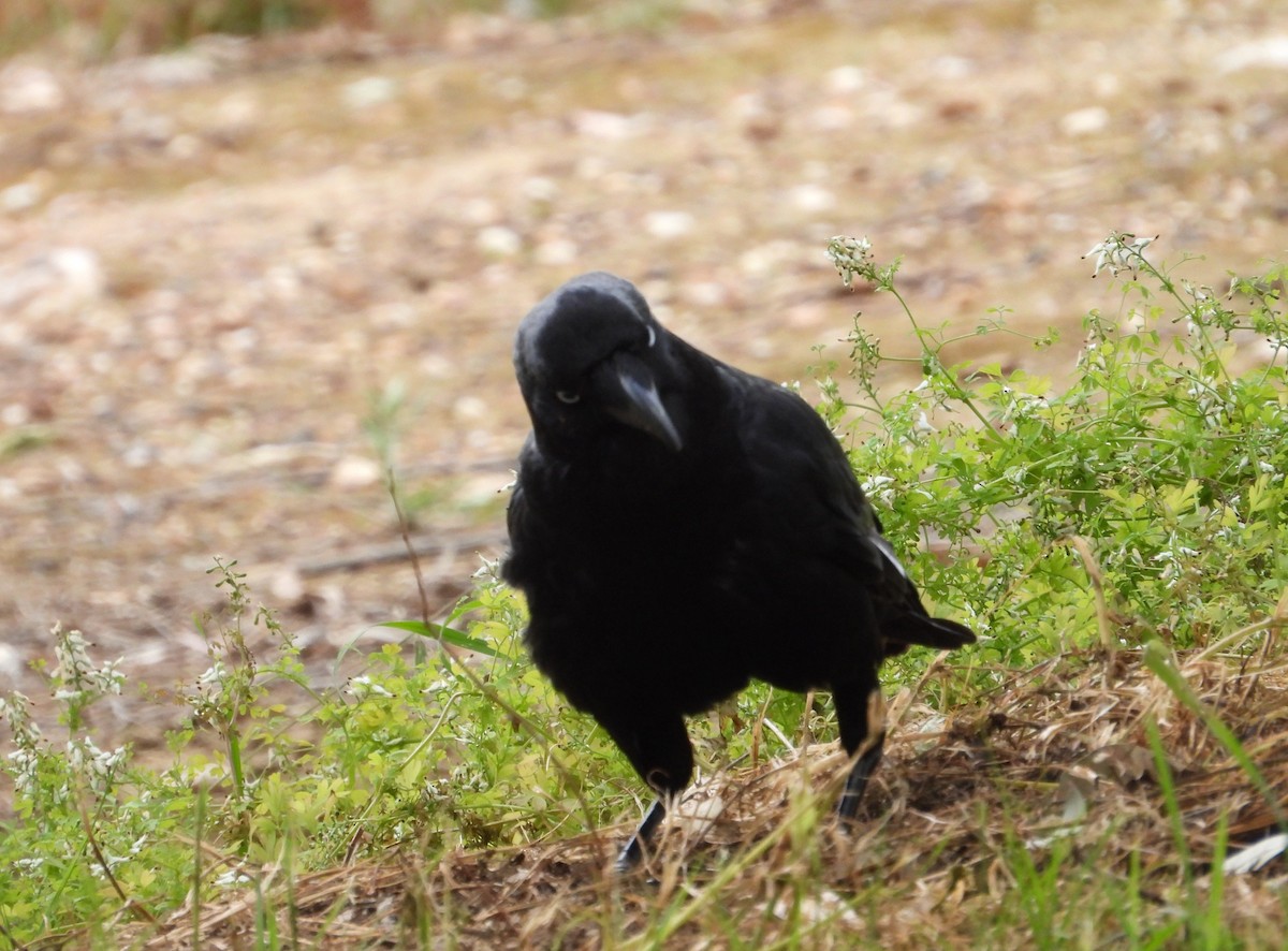 ミナミコワタリガラス - ML646575426