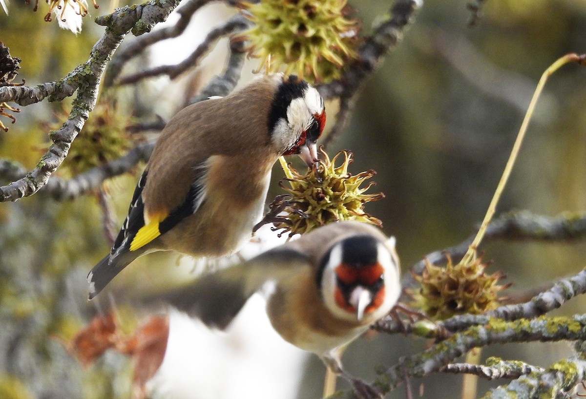 Бор бужирга - ML646575429