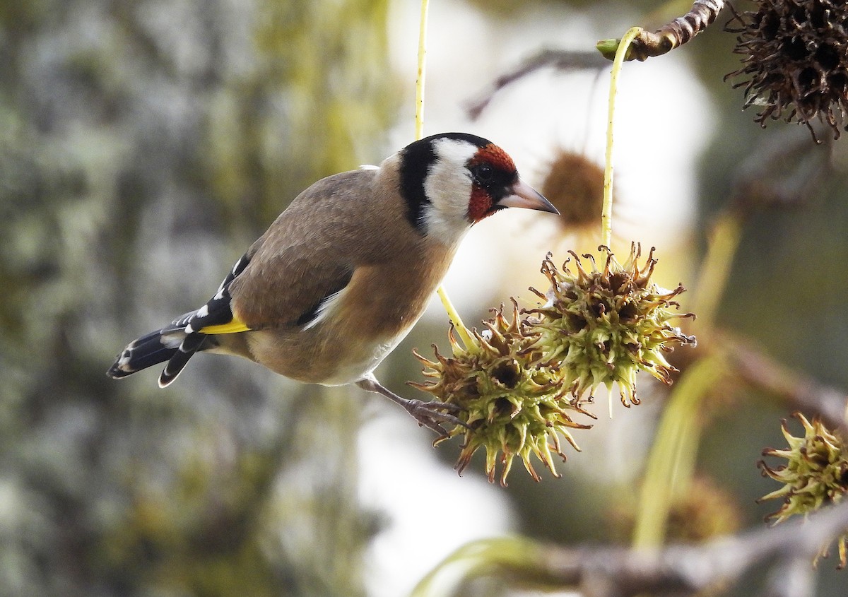 Бор бужирга - ML646575430