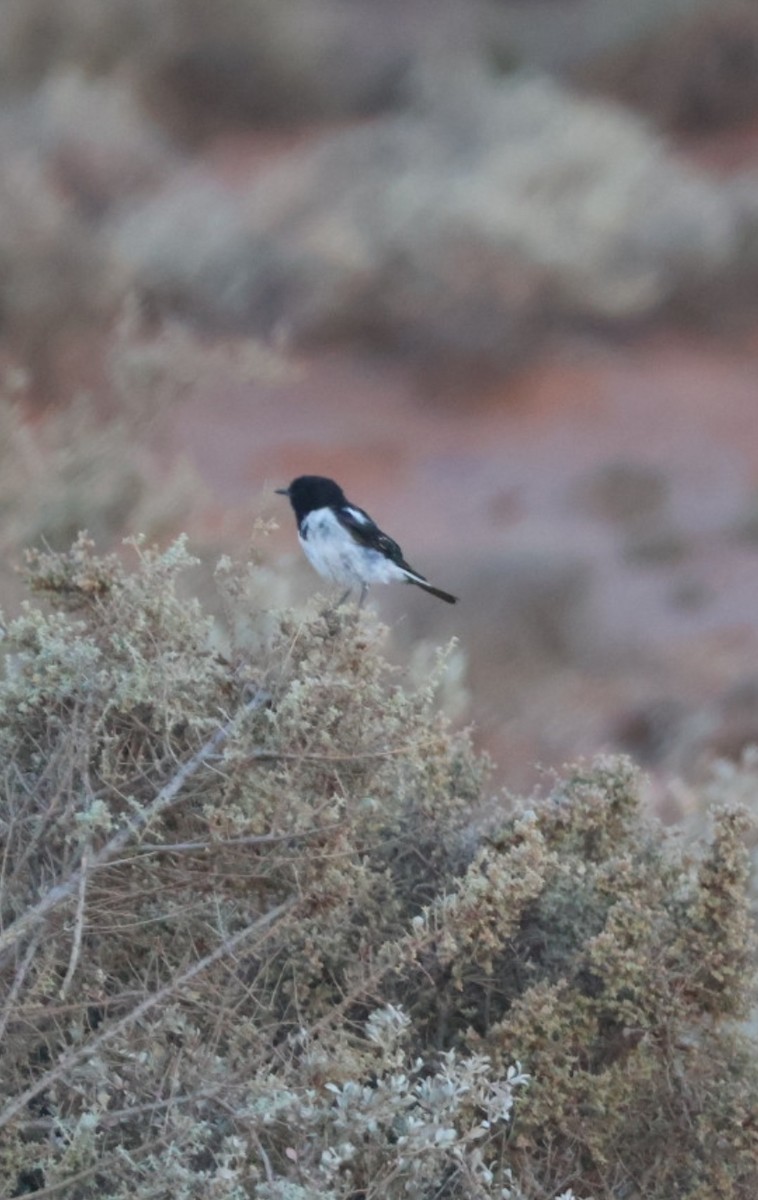Hooded Robin - ML646575433
