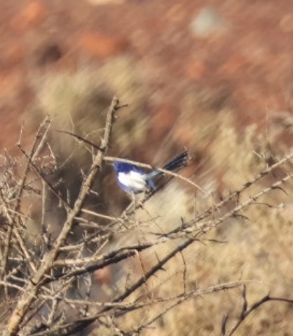 White-winged Fairywren - ML646575435