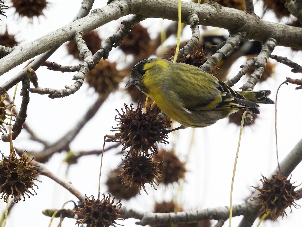 Эгэл ногоолзой - ML646575436