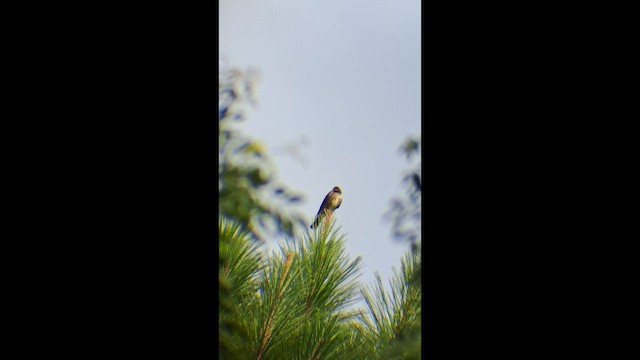 Olive-sided Flycatcher - ML646575438