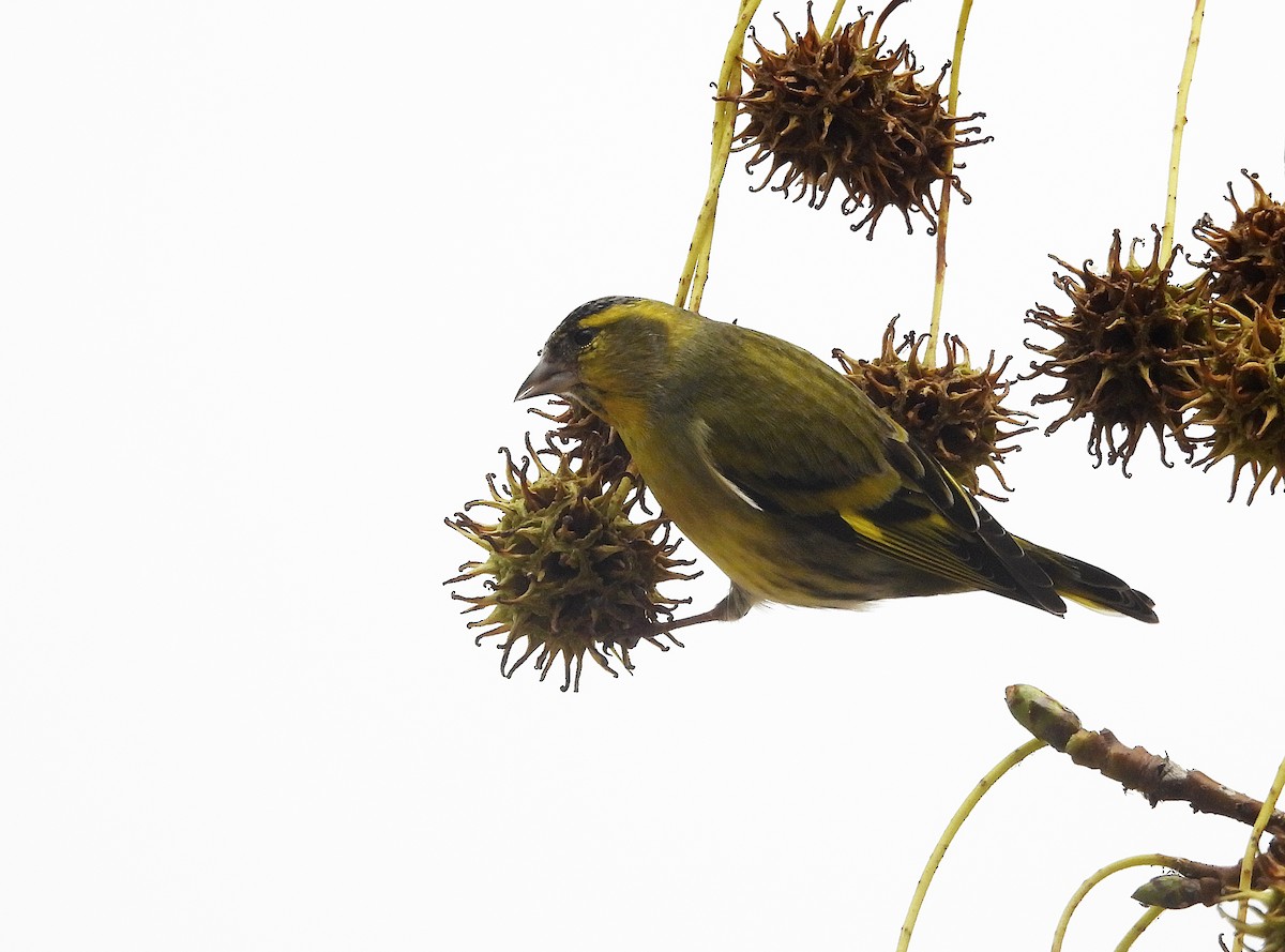 Эгэл ногоолзой - ML646575439