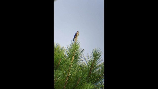 Olive-sided Flycatcher - ML646575440