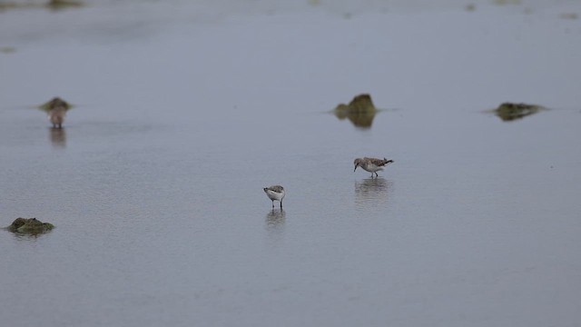 Küçük Kumkuşu - ML646575441