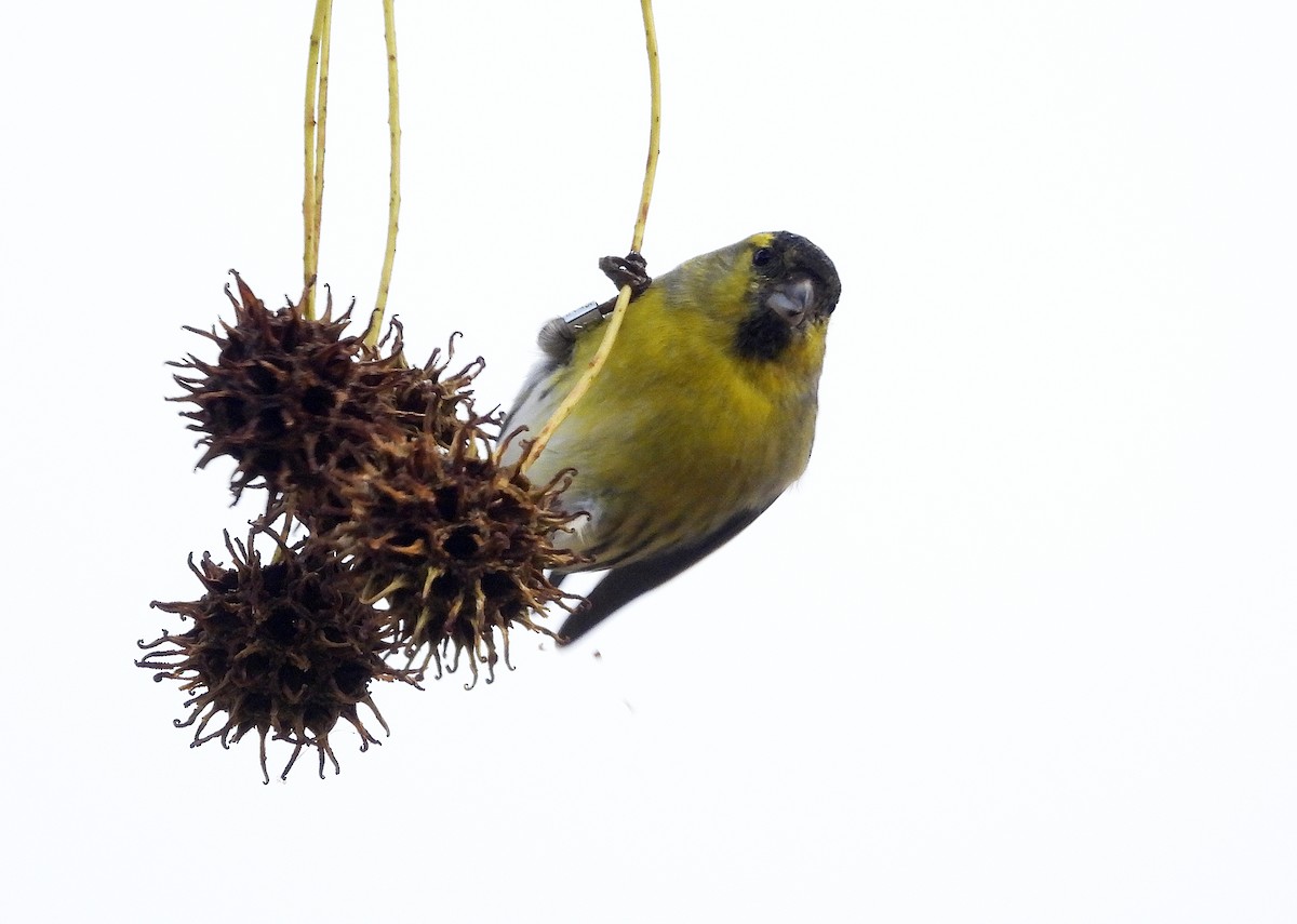 Эгэл ногоолзой - ML646575442