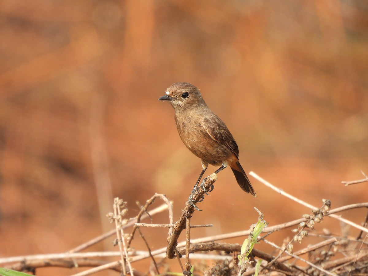 クロノビタキ - ML646575449