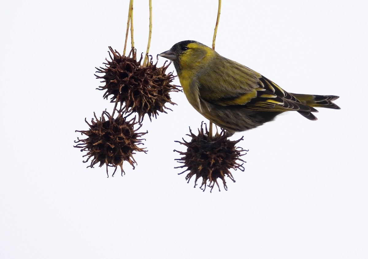 Эгэл ногоолзой - ML646575451