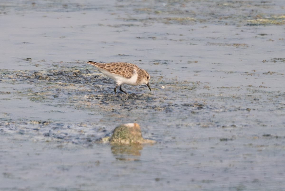 חופית קטנה - ML646575456