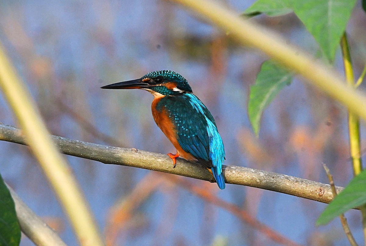 カワセミ - ML646575458