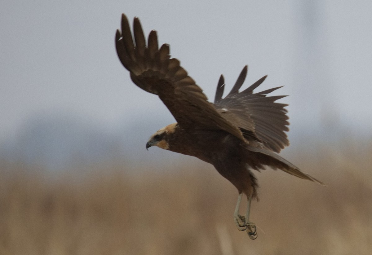 Western Marsh Harrier - ML646575461