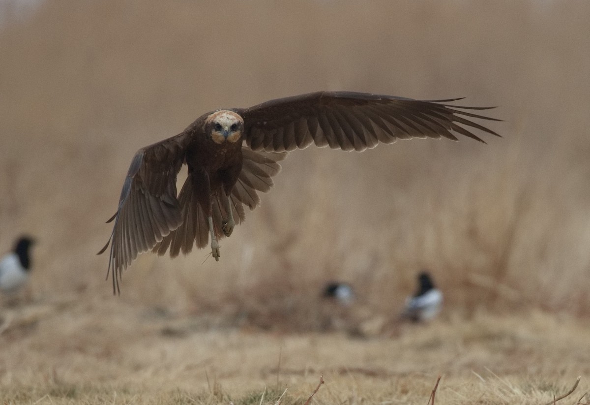 Western Marsh Harrier - ML646575462