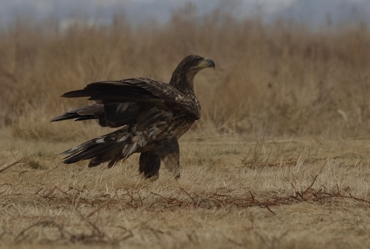 White-tailed Eagle - ML646575463