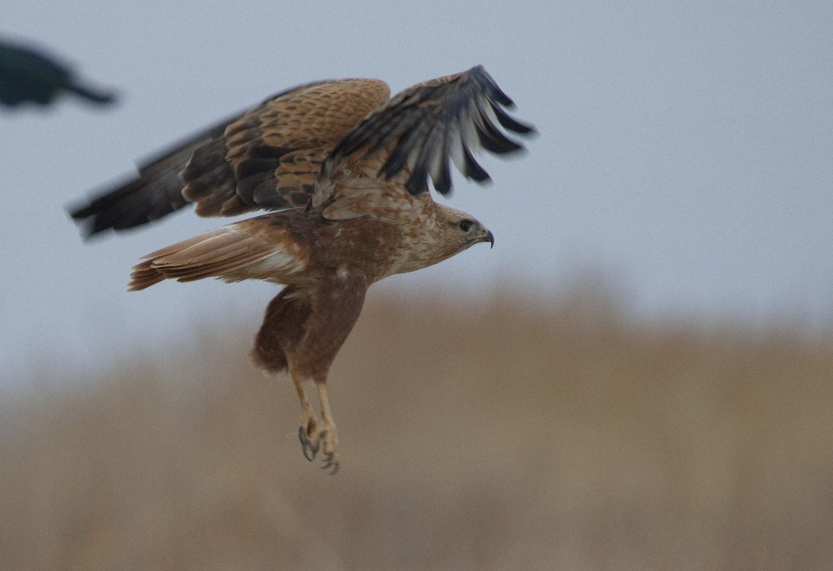 Long-legged Buzzard - ML646575467
