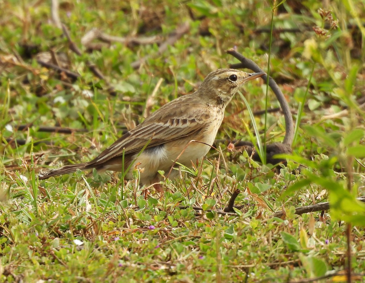 ヒメマミジロタヒバリ - ML646575468