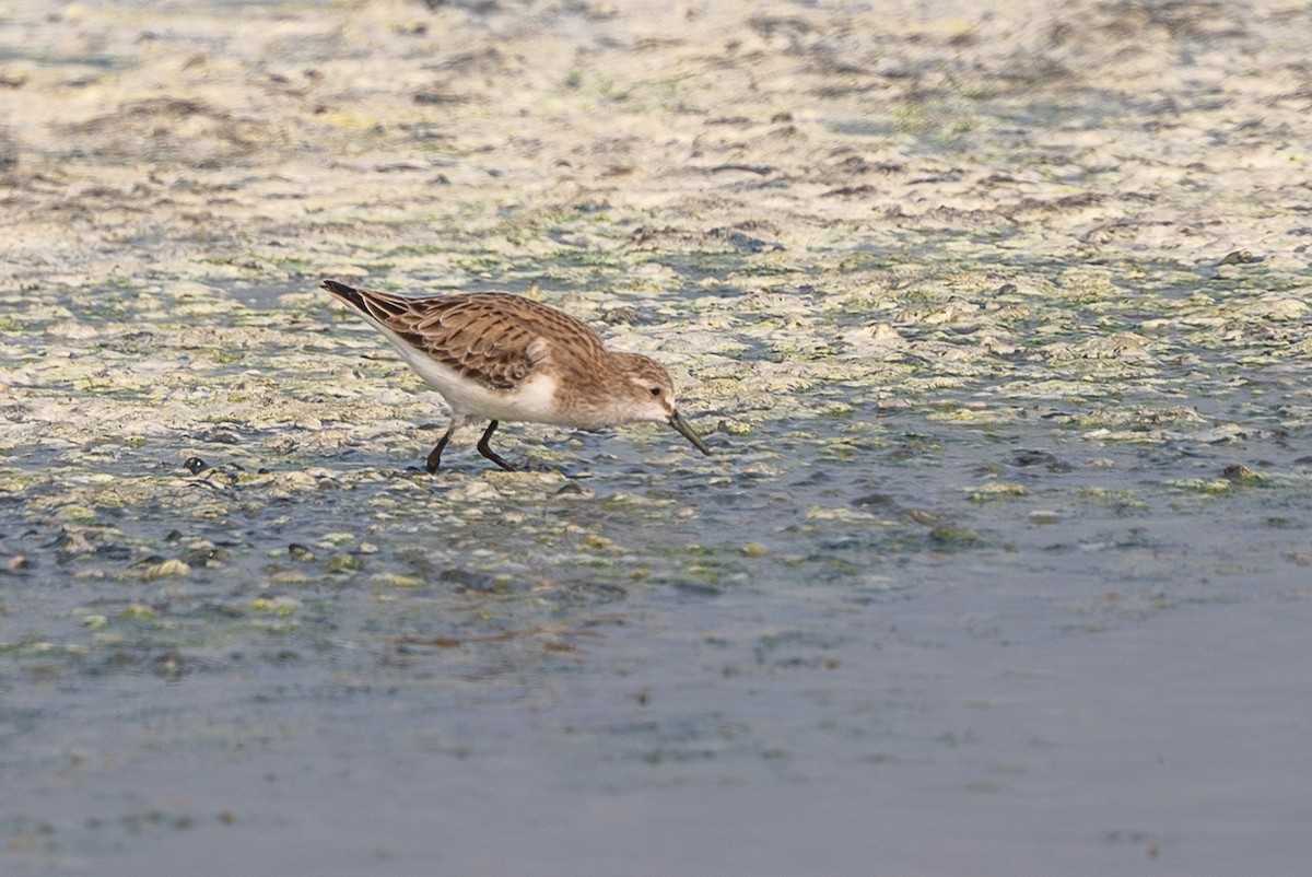 חופית קטנה - ML646575469