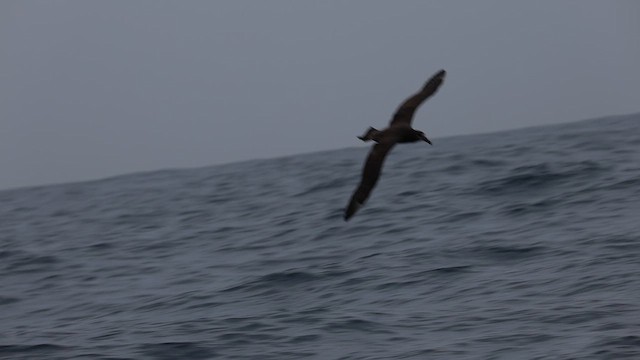 Kara Ayaklı Albatros - ML646575471