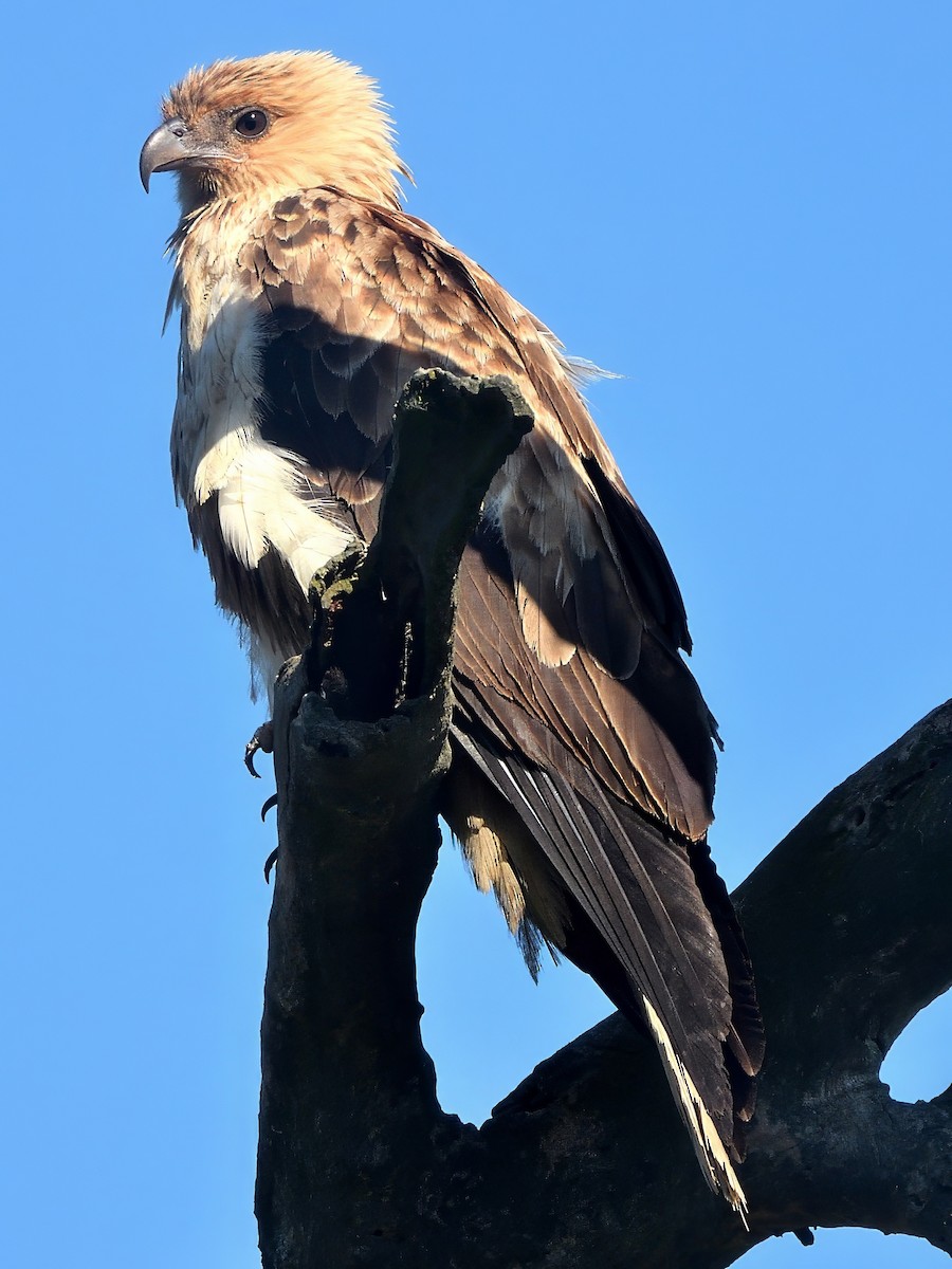 Whistling Kite - ML646575473