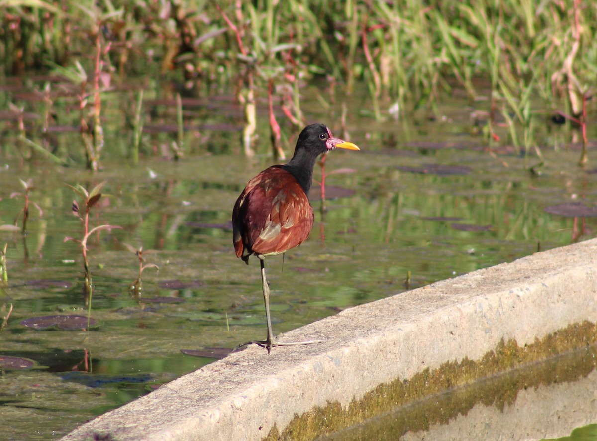 Wattled Jacana - ML646575475