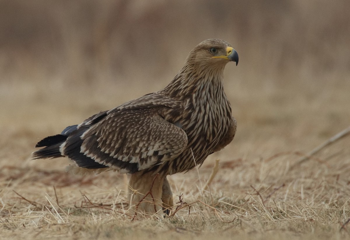 Imperial Eagle - ML646575476