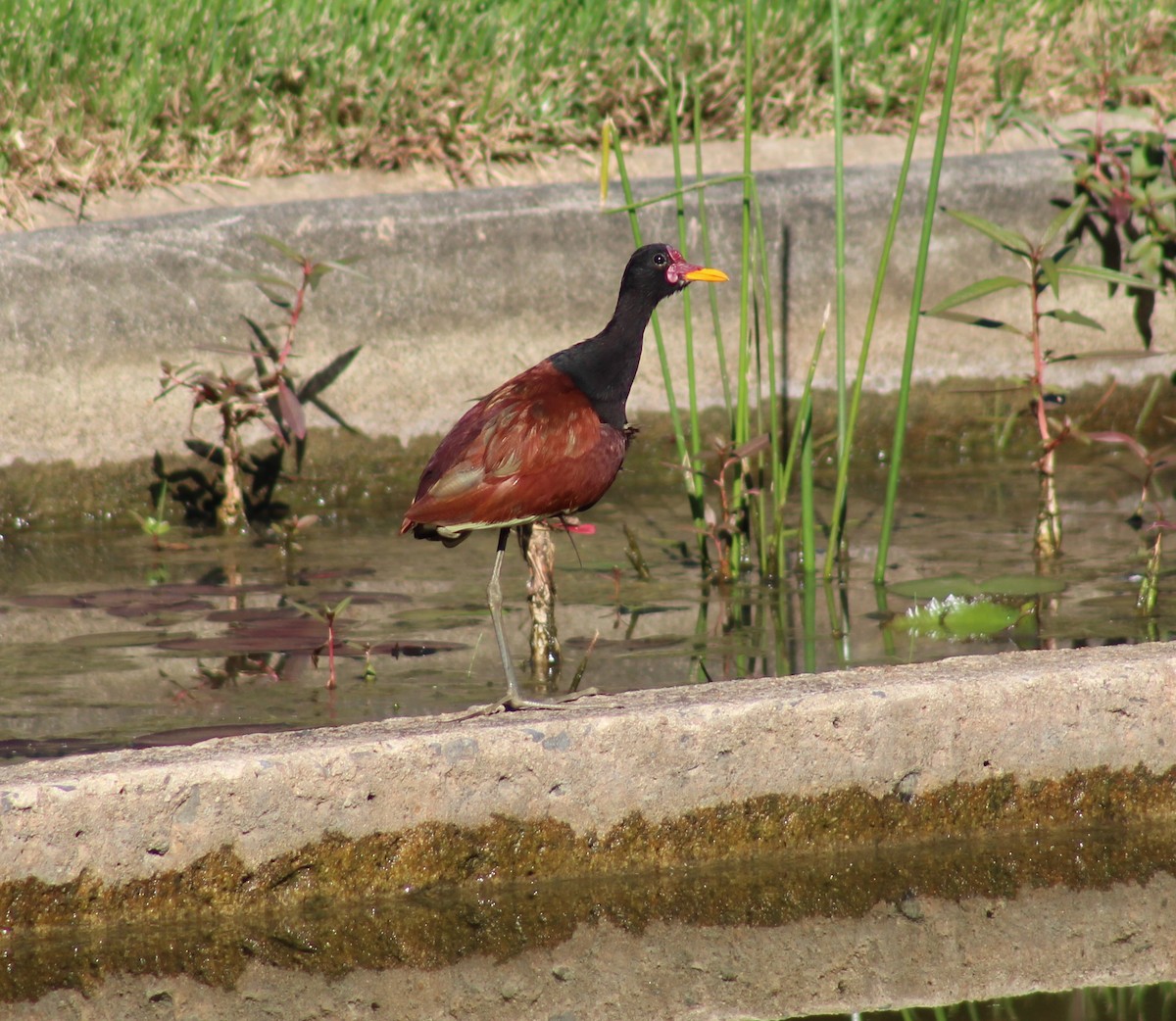 Wattled Jacana - ML646575481