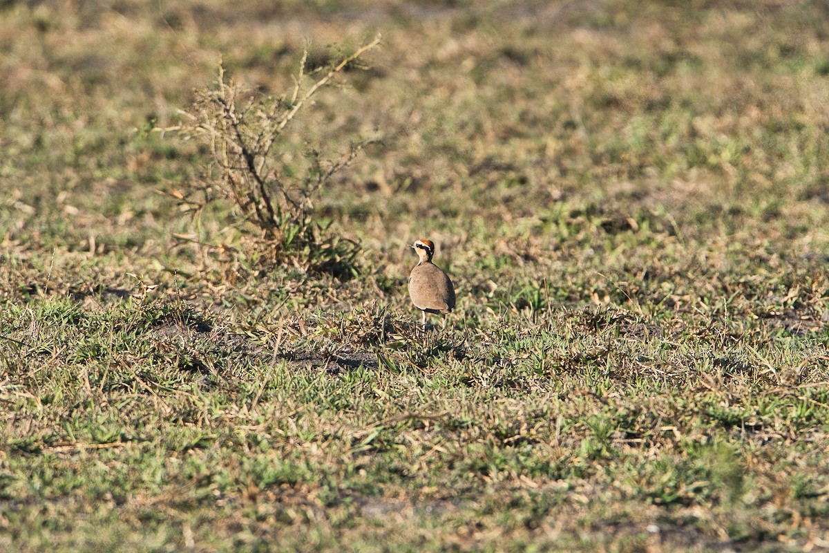 Temminck's Courser - ML646575482