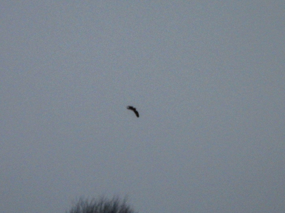 Short-eared Owl - ML646575483