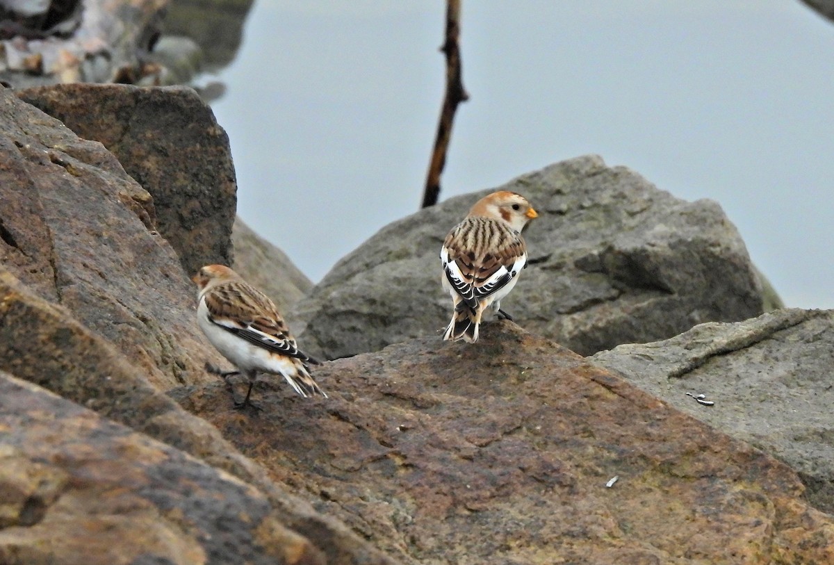 Zigolo delle nevi - ML646575486