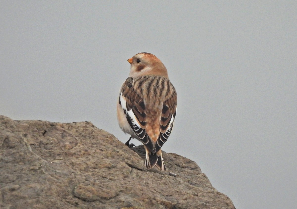 Zigolo delle nevi - ML646575487