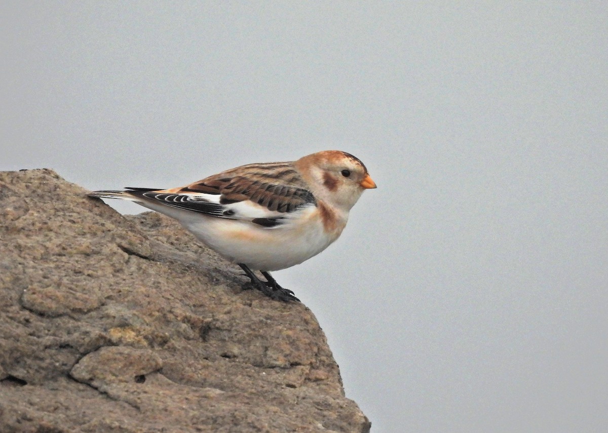 Zigolo delle nevi - ML646575488