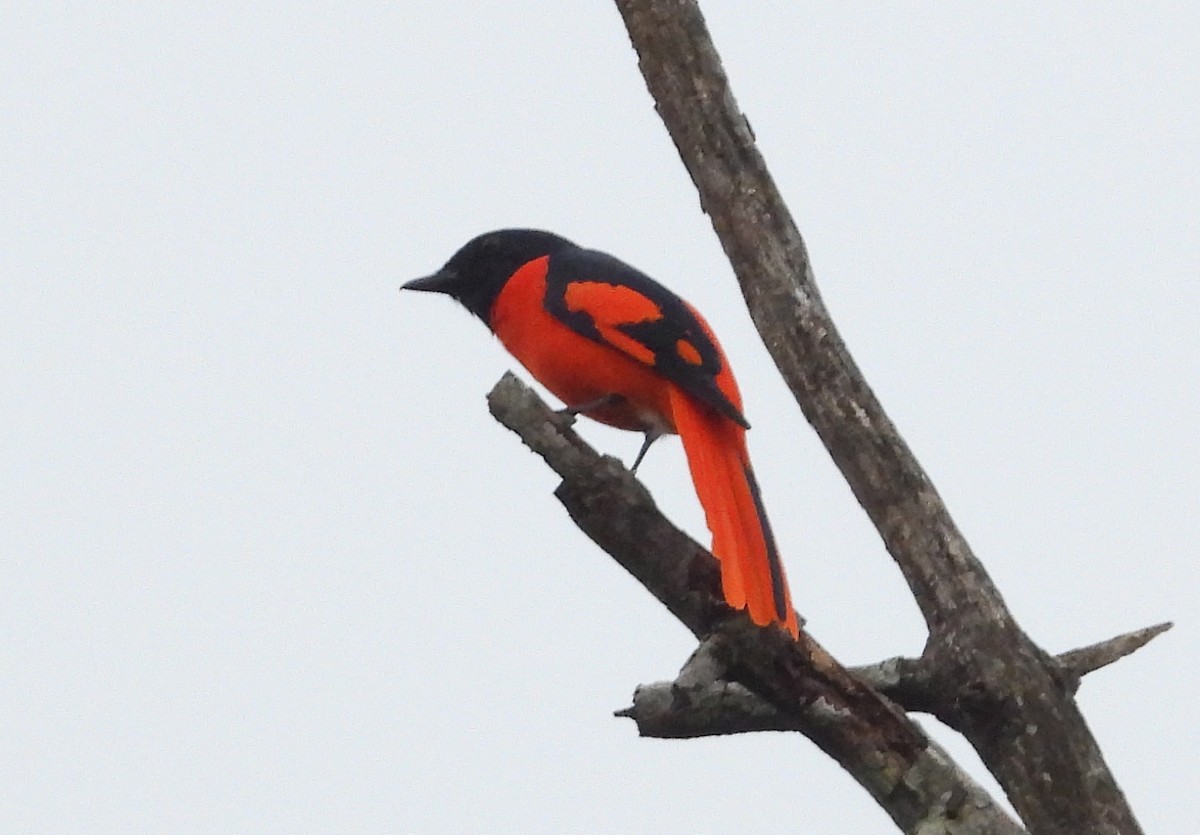 Scarlet Minivet - ML646575492