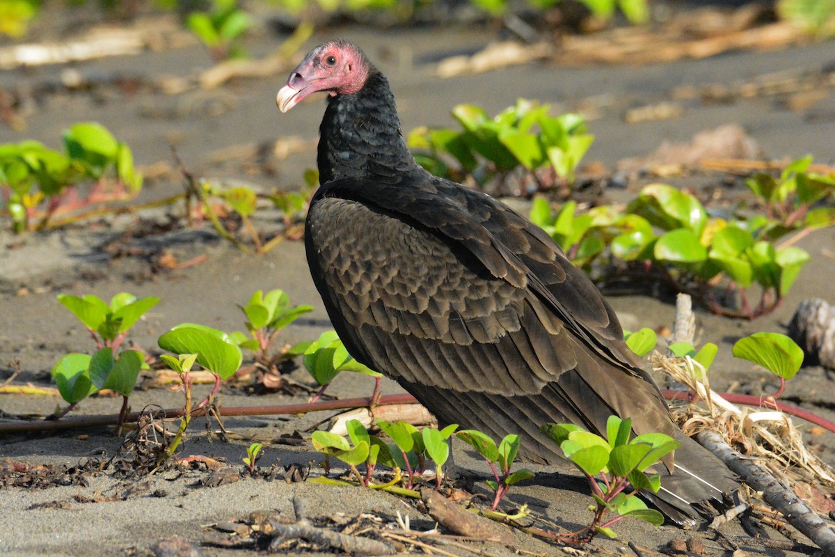 Urubu à tête rouge - ML646575497