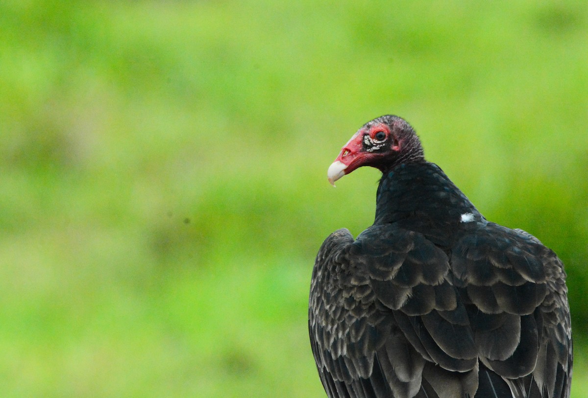 Urubu à tête rouge - ML646575498