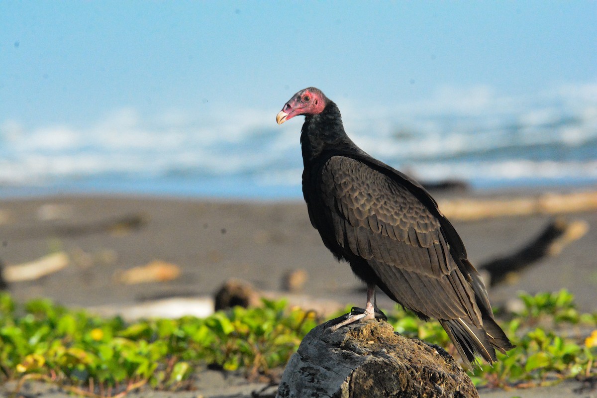 Urubu à tête rouge - ML646575499