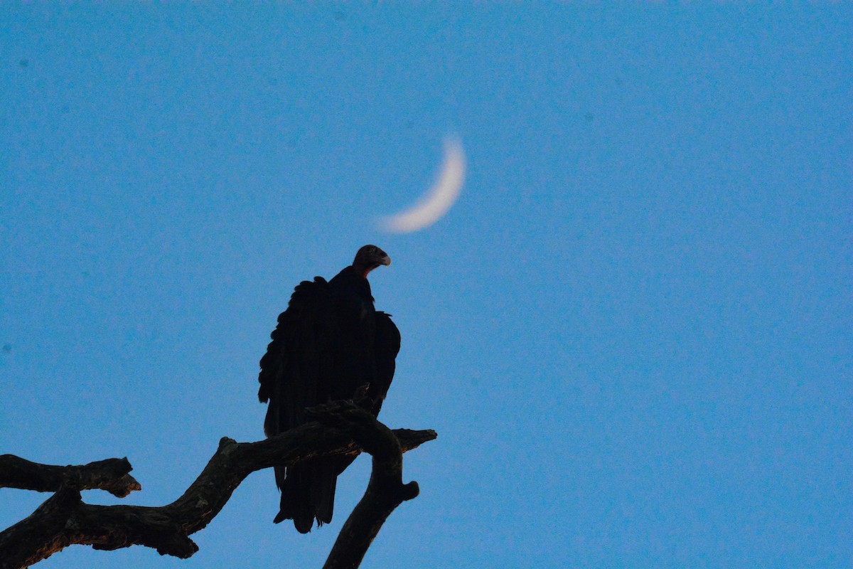 Urubu à tête rouge - ML646575500