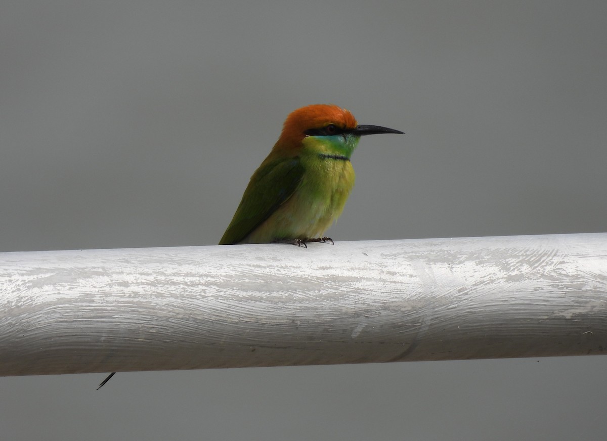 Asian Green Bee-eater - ML646575506