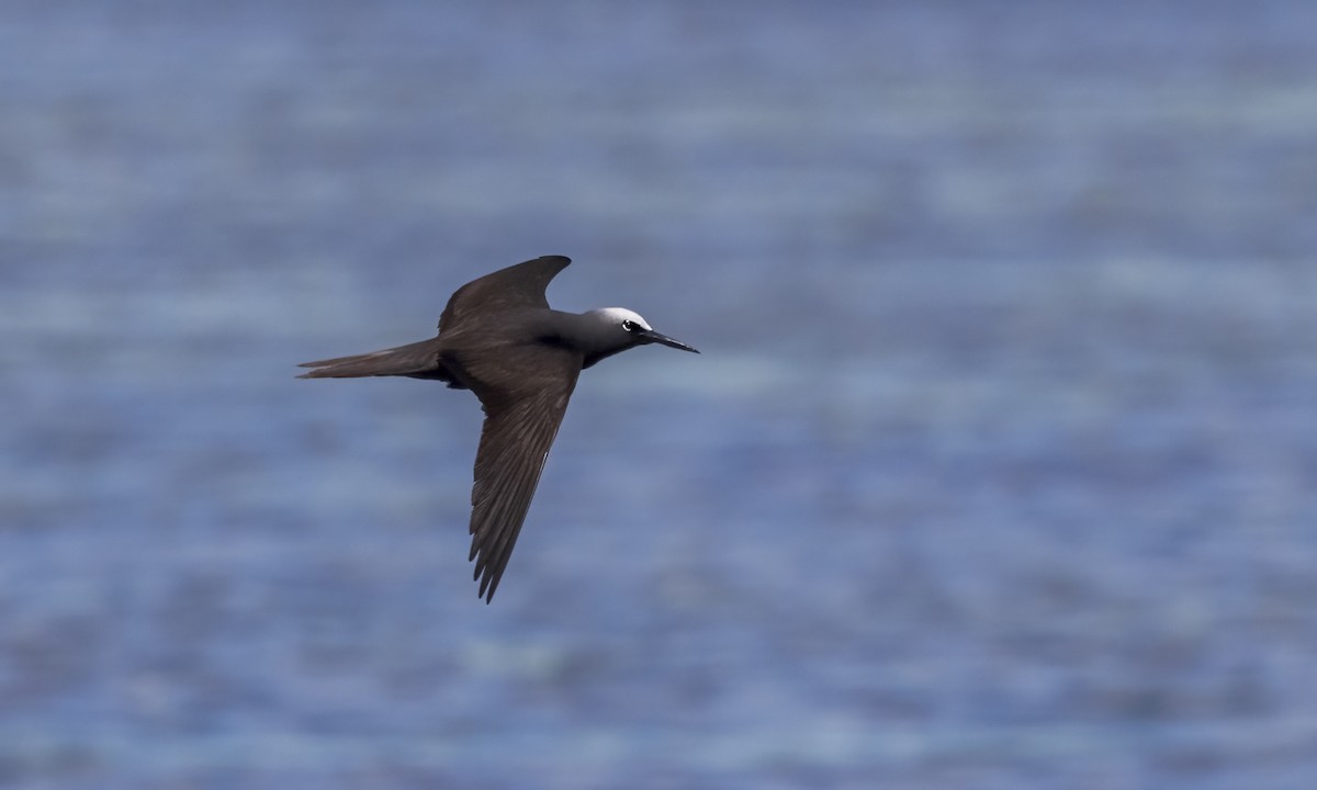 Black Noddy - ML646575508