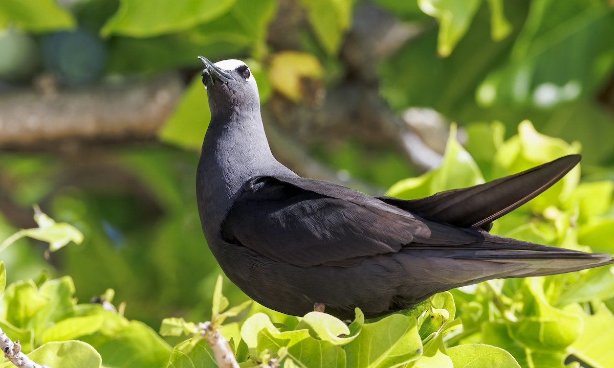 Black Noddy - ML646575509